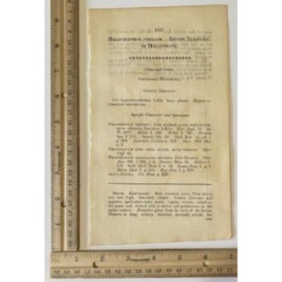Indian Turnsole or Heliotrope - Curtis's Botanical Mag. 1815 / 1816 Print #1837 - Picture 3 of 4